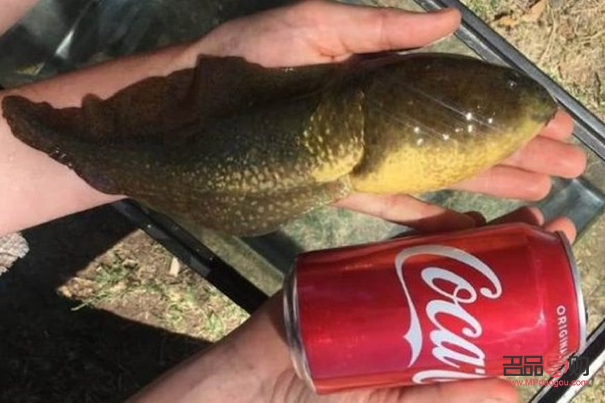 眼影的畫法圖片步驟簡筆畫怎么畫(眼影的畫法圖片步驟簡筆畫怎么畫好看)