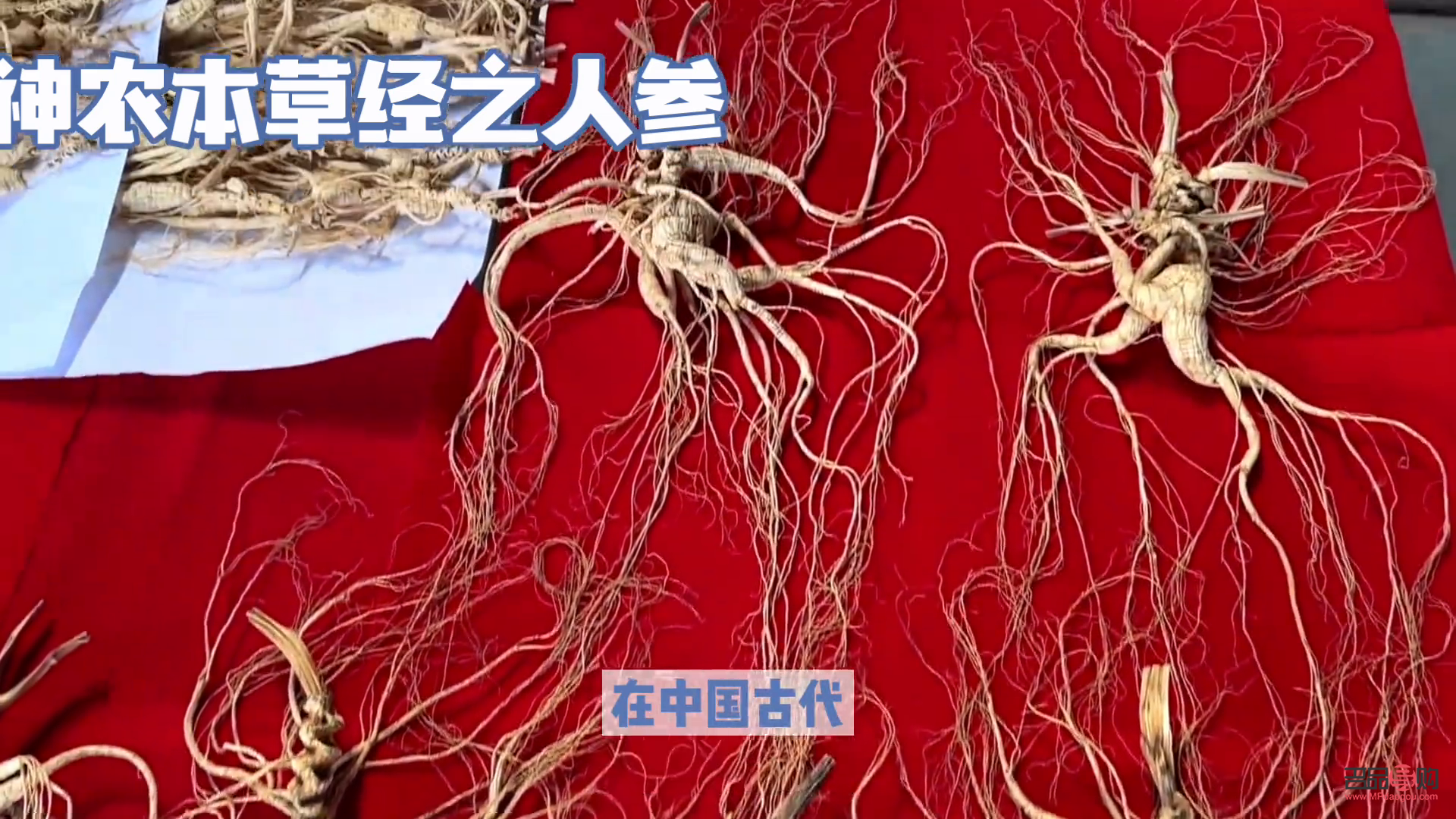 本草身體護(hù)理液怎么用(本草身體護(hù)理液怎么用的)