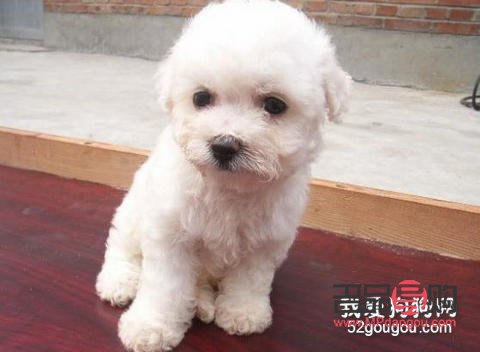 <h3>小比熊美容費用知多少？全面解析小比熊美容價格與服務(wù)</h3>