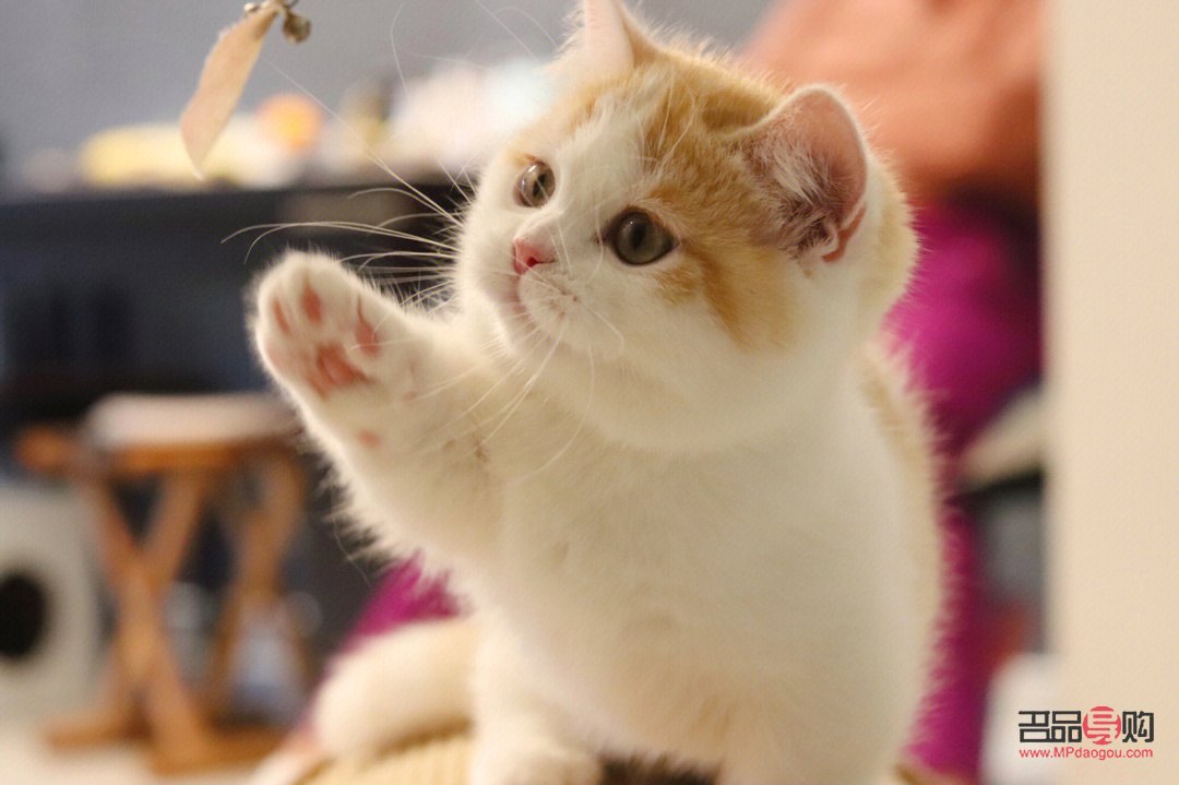 短腿貓如何護(hù)理好身體(短腿貓如何護(hù)理好身體呢)