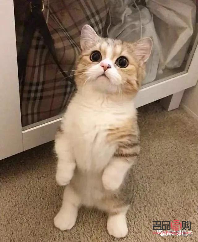 短腿貓如何護(hù)理好身體(短腿貓如何護(hù)理好身體呢)