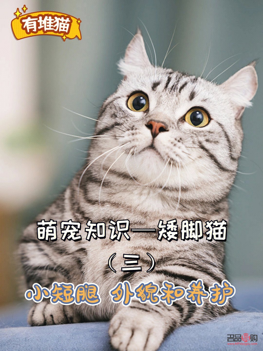 短腿貓如何護(hù)理好身體(短腿貓如何護(hù)理好身體呢)