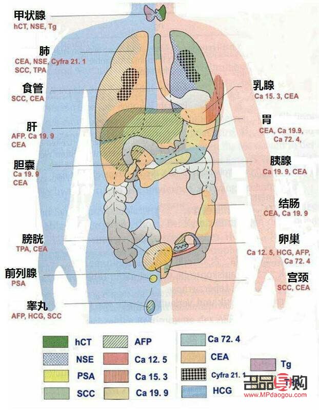 繪制護(hù)理身體分布圖的步驟與技巧