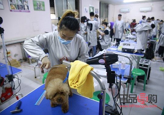 寵物美容哪家(寵物美容哪家學(xué)校好)