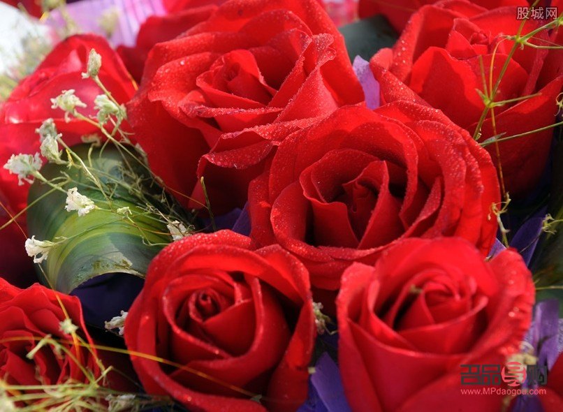 送禮物時女生送什么花(送禮物時女生送什么花好)