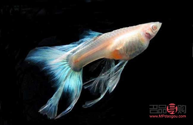 怎樣護(hù)理孔雀魚身體(怎樣護(hù)理孔雀魚身體最好)