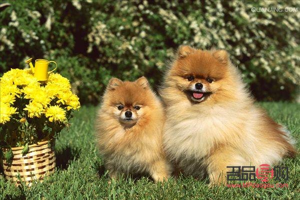 無(wú)需美容的天然美犬種