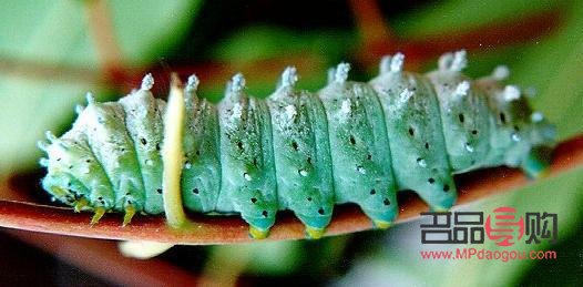 新月形眼睛好看嗎(新月形眼睛好看嗎圖片)