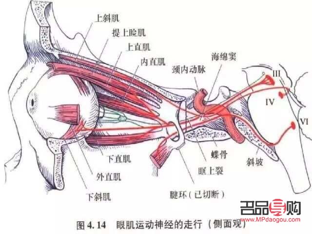 <h3>眼周神經(jīng)痙攣的治療方法</h3>