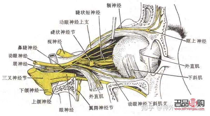 <h3>眼周神經(jīng)痙攣的治療方法</h3>