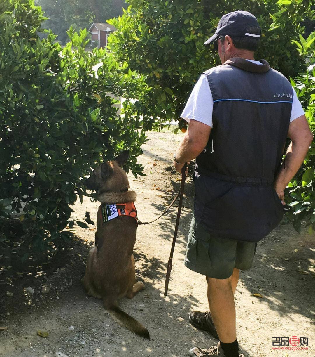 <h3>畫狗眼睛如何畫得晶瑩剔透</h3>