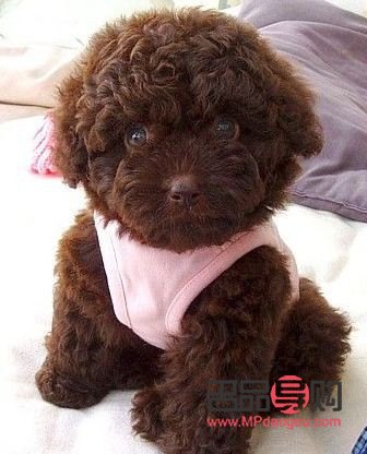 怎么給泰迪護理身體呢(怎么給泰迪護理身體呢圖片)