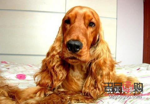 <h3>英卡美容全攻略：打造靚麗毛發(fā)的秘訣</h3>