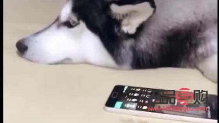 金毛媽媽送什么禮物(金毛媽媽送什么禮物好)