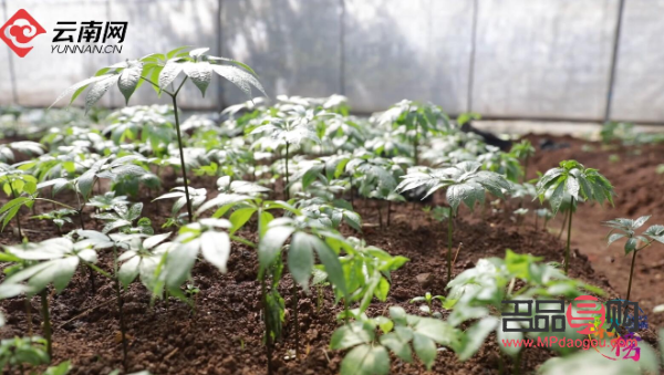 <h3>三七粉美容秘籍：煥發(fā)肌膚光彩的東方神草</h3>