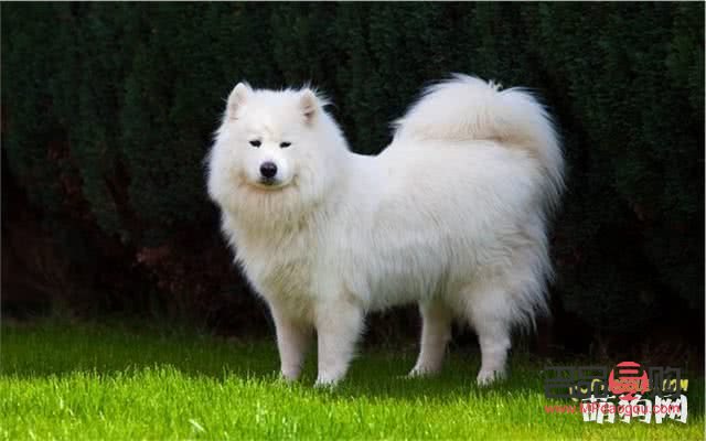 <h1>薩摩耶美容寶典：打造靚麗愛(ài)犬的全方位指南</h1>