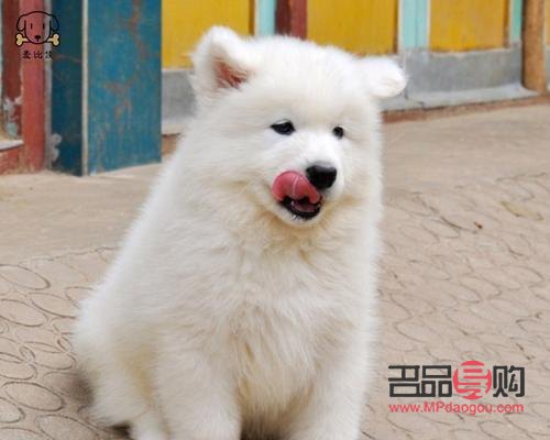 <h1>薩摩耶美容寶典：打造靚麗愛(ài)犬的全方位指南</h1>