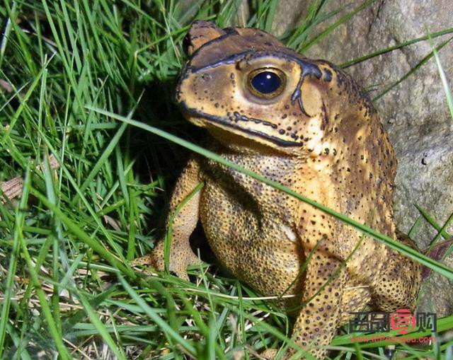 <h3>蛤蟆油美容秘籍：煥發(fā)肌膚光彩的神奇之油</h3>