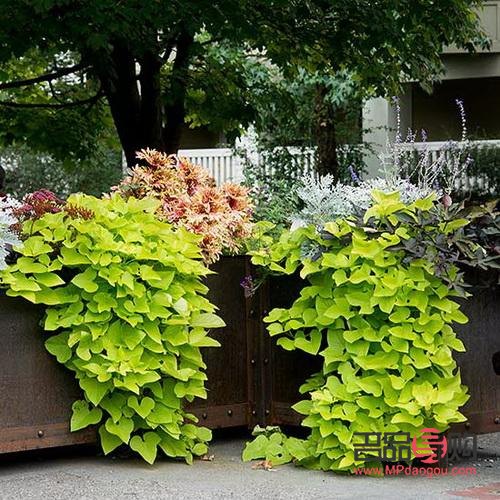 <h3>美容院門口綠化之選：增添雅致的植物推薦</h3>