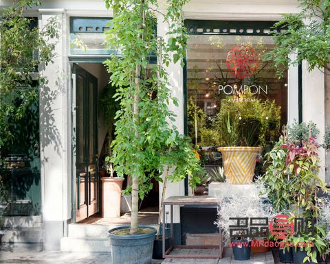 美容院門口綠化之選：增添雅致的植物推薦