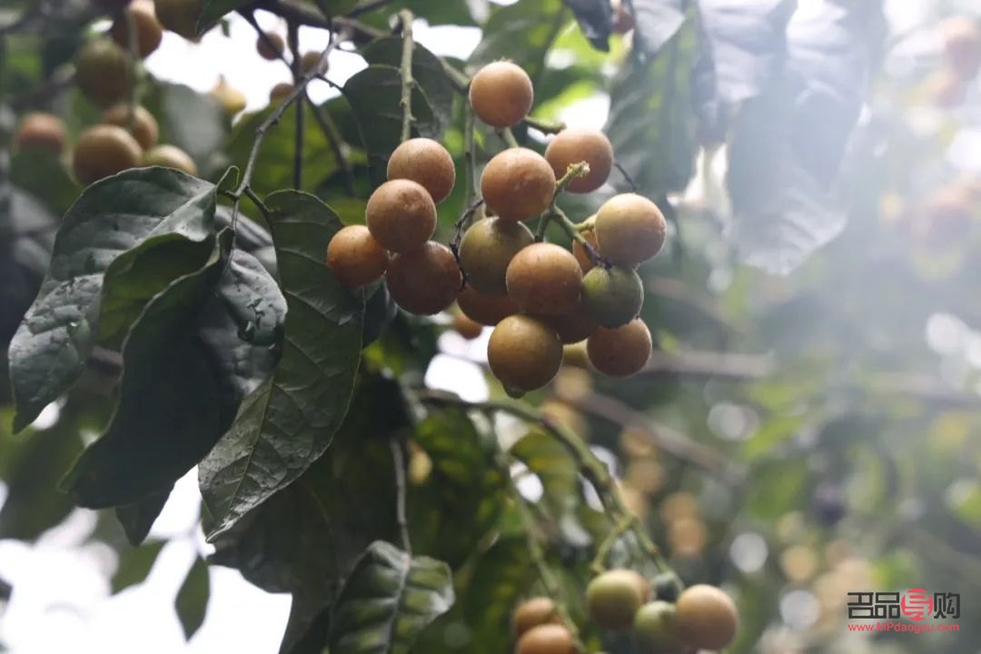 <h3>黑黃皮彩妝指南：打造魅力四溢的妝容</h3>