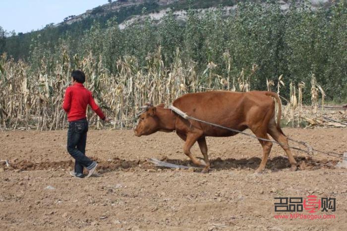 高樓什么禮物(高樓什么禮物最值錢)