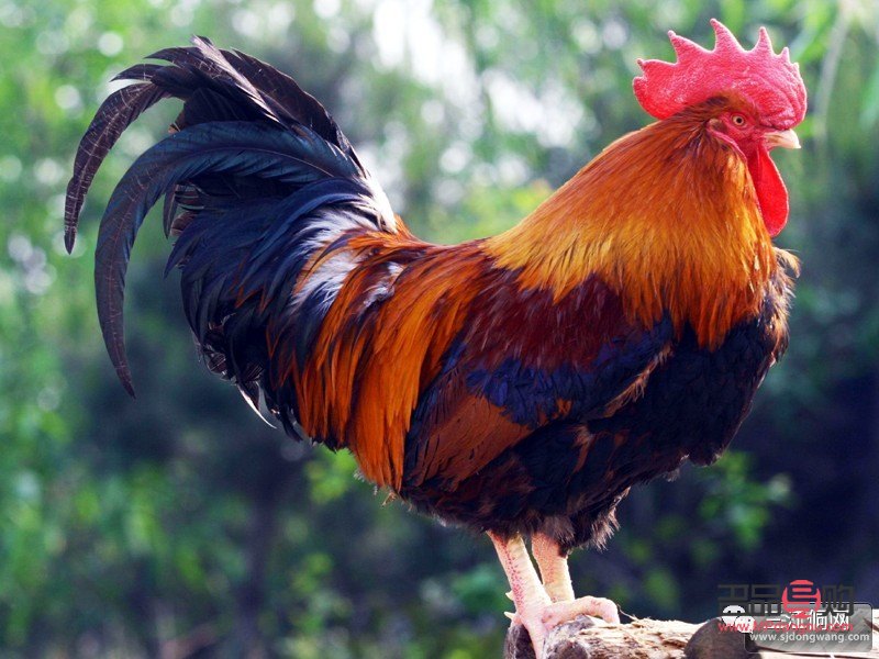 中國(guó)黃金和齊魯金店(中國(guó)黃金和齊魯金店的區(qū)別)