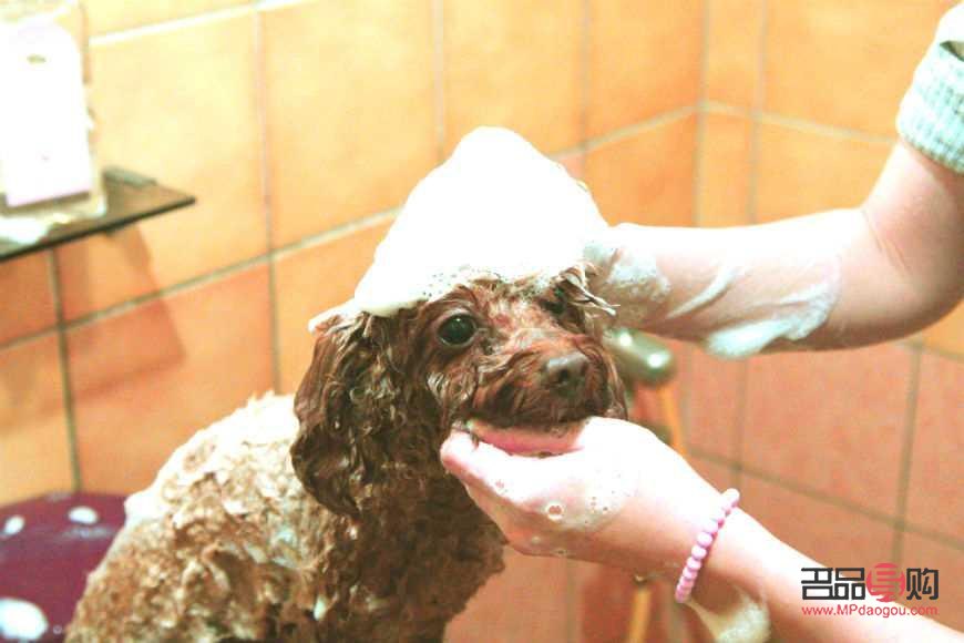 洗澡會美容嗎(洗澡會美容嗎)