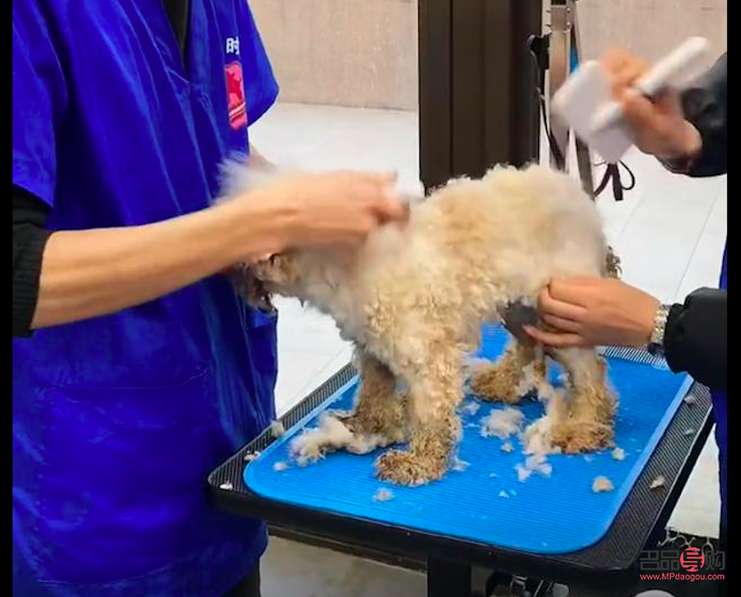 洗澡會美容嗎(洗澡會美容嗎)