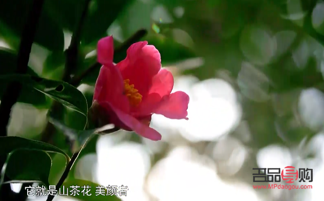 山茶花的美容奧秘