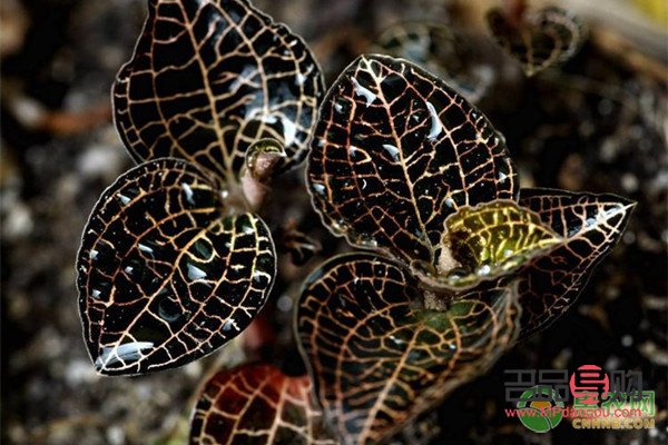 <h3>金線蓮一畝投資成本詳解</h3>