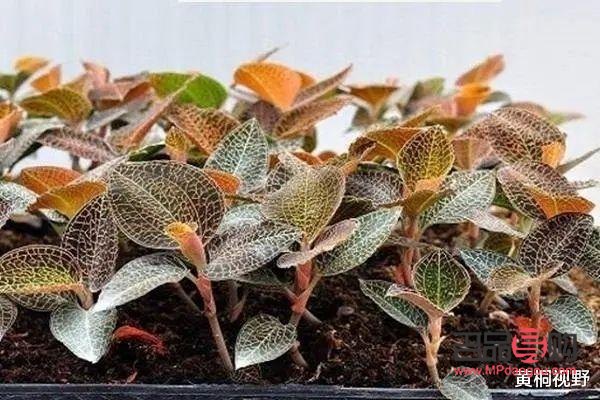 <h3>金線蓮一畝投資成本詳解</h3>