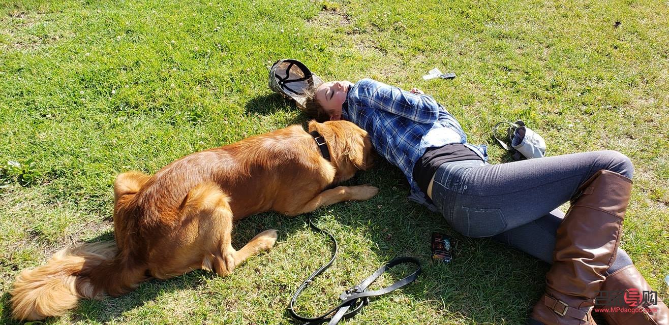 <h3>探究狗狗為何不去尋找禮物的原因</h3>