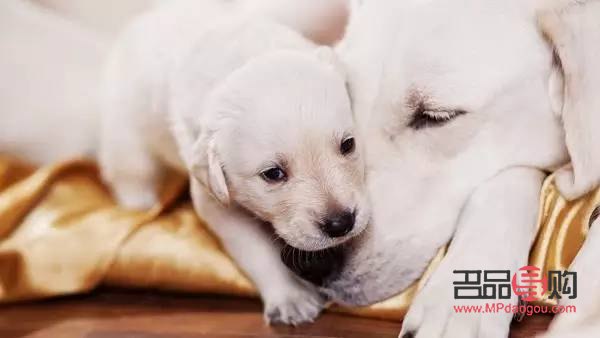 狗月子怎么護(hù)理身體(狗月子怎么護(hù)理身體好)