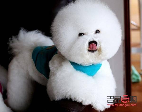 狗月子怎么護(hù)理身體(狗月子怎么護(hù)理身體好)