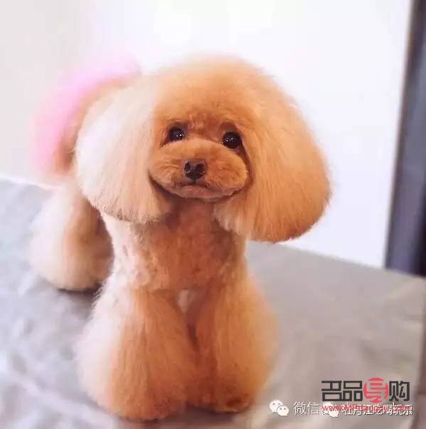 愛犬美容寶典：打造靚麗毛孩子的秘訣