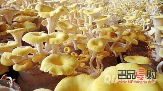 通州黃金回收在哪里回收(上門回收黃金的平臺)