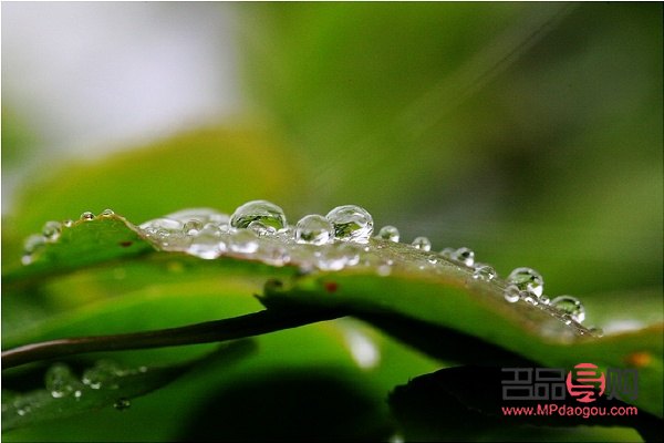 <h1>美容圣品——珍珠露，煥發(fā)肌膚光彩</h1>