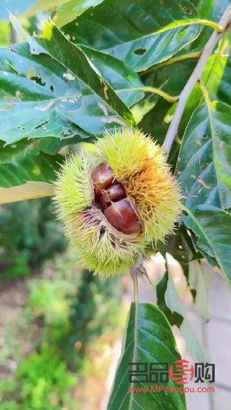 女生喝什么美容(女生喝什么美容養(yǎng)顏)