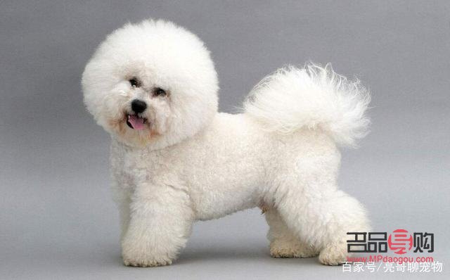 小比熊如何護(hù)理身體(小比熊如何護(hù)理身體健康)