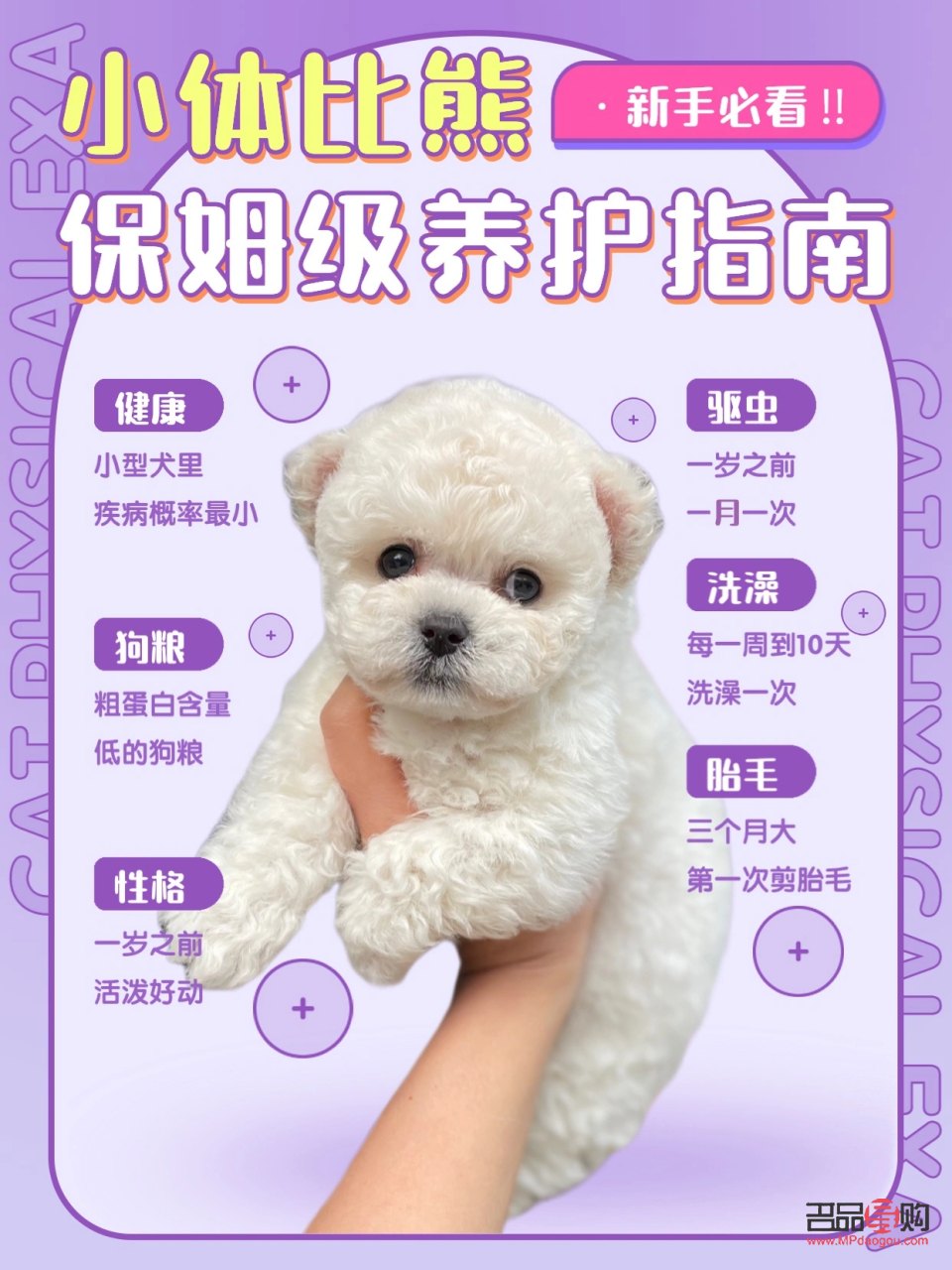 小比熊如何護理身體(小比熊如何護理身體健康)