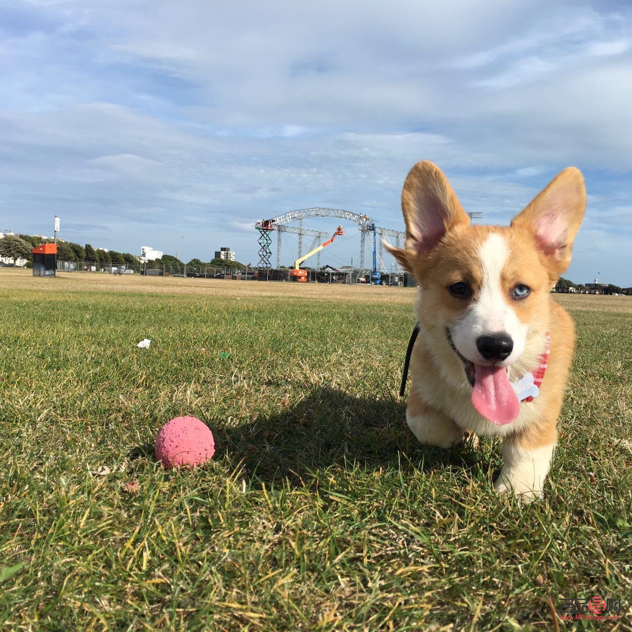 <h3>柯基身體護(hù)理全攻略</h3>