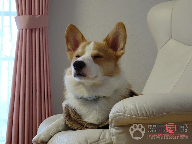 <h3>柯基身體護(hù)理全攻略</h3>