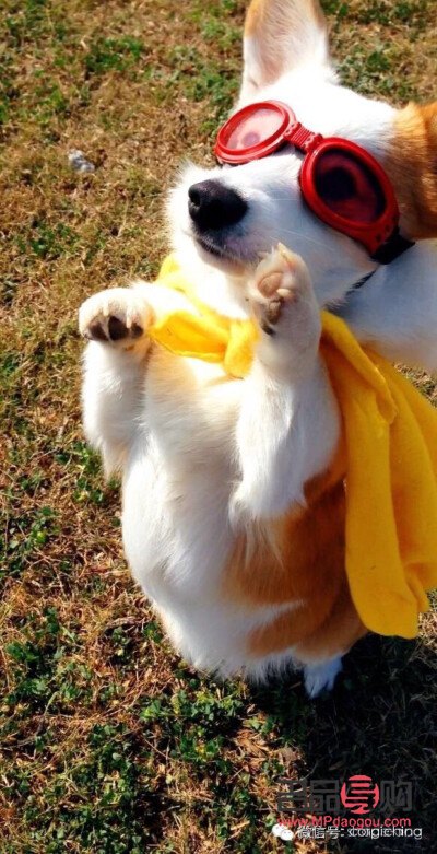 柯基身體護(hù)理全攻略