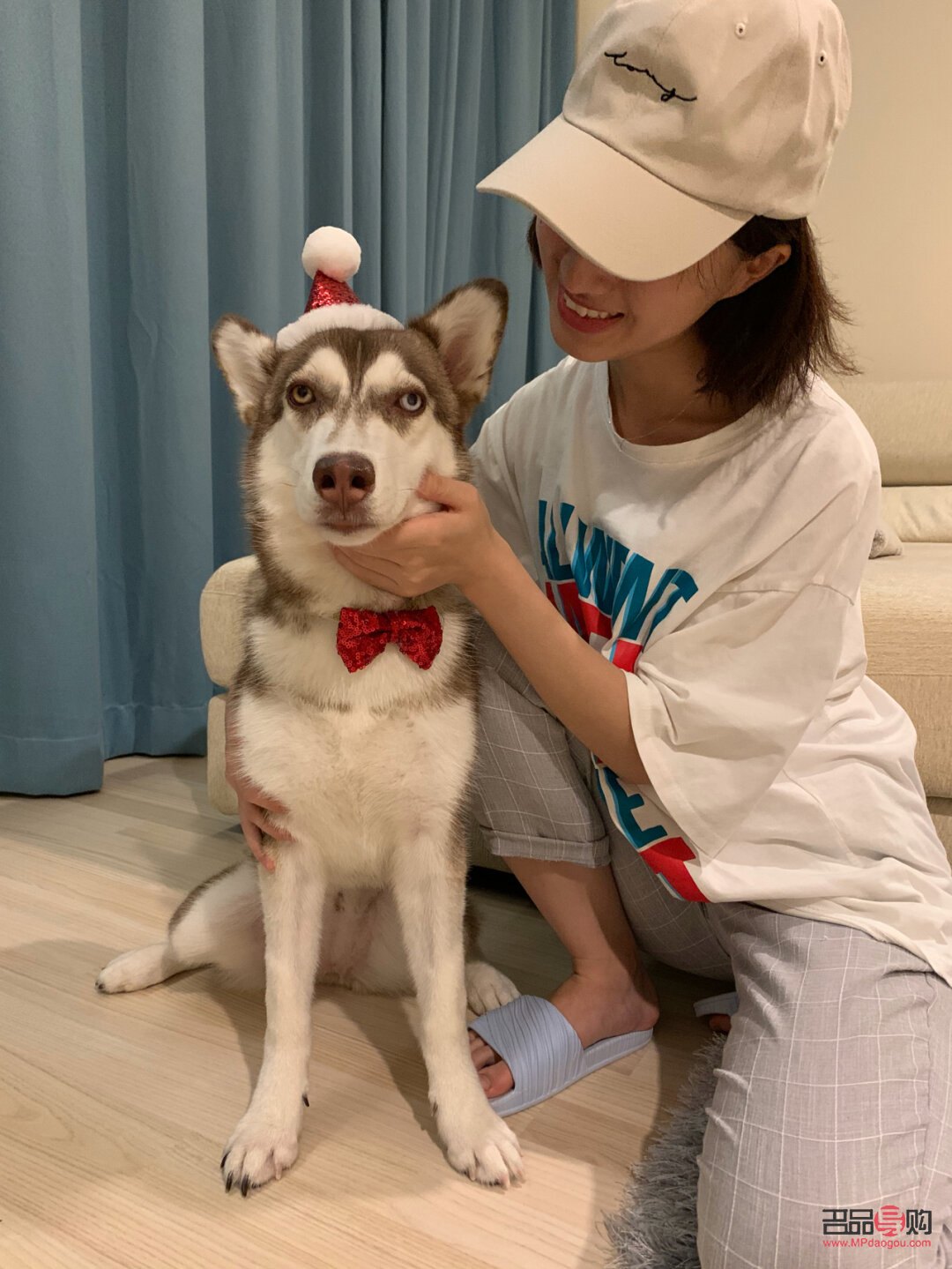 哈士奇主人送禮物好嗎(哈士奇主人送禮物好嗎視頻)