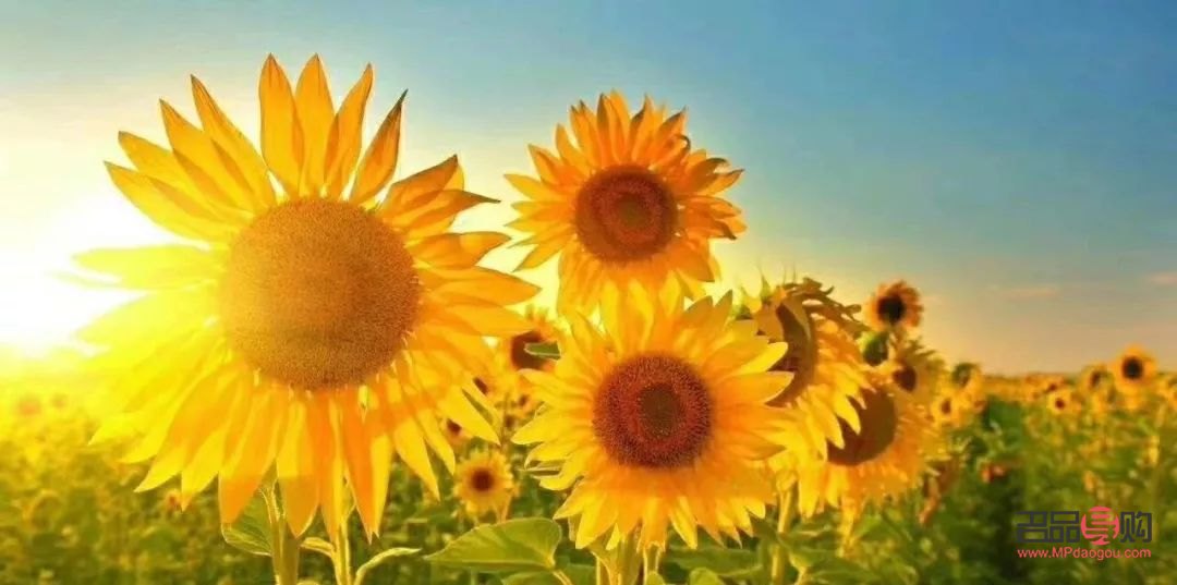 大眼綜合效果好嗎多少錢(大眼綜合效果好嗎多少錢)