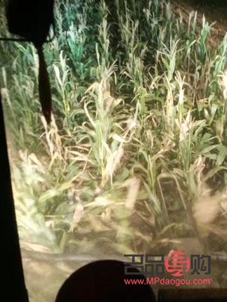 <h3>企鵝收獲禮物的奇妙之旅</h3>