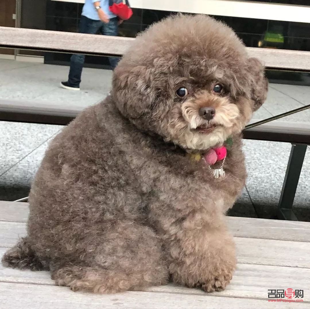 <h3>泰迪身體護理全攻略</h3>