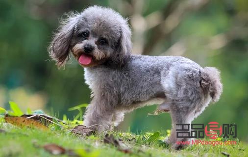 泰迪身體護(hù)理全攻略