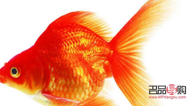 <h3>送禮佳選：寓意吉祥的觀賞魚</h3>